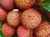 罗浮山下四时春，卢橘杨梅次第新。