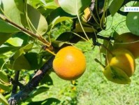 鸭梨到底指什么？水果还是网络流行语？