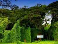 郁郁葱葱是什么意思？详解郁郁葱葱的含义及用法