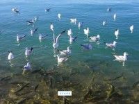 世界上最大的咸水湖是什么湖？居然比好多海都大？