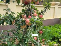 果实的事业是尊贵的为什么说它如此重要