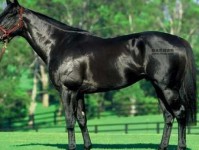 世界上最快的马打一成语(世界上最快的马是什么马)