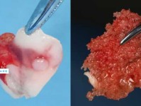 黏皮着骨是什么意思？一分钟帮你彻底搞懂！