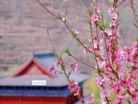 人间四月芳菲尽，山寺桃花始盛开。