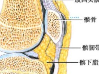 膝髁的意思图解说明，通俗易懂地讲解膝关节解剖知识
