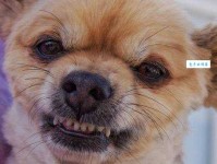 呲牙咧嘴的意思