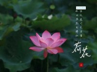 接天莲叶无穷碧，映日荷花别样红。