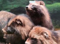 一丘之貉指什么意思？简单几句话让你秒懂！