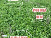 菜籽是什么意思呀？简单几句话帮你搞懂！