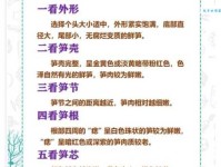 汉字“笋”的读音、意思、用法、释义、造句