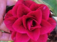 花痴是什么意思？揭秘花痴的多种含义及用法