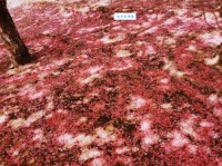 落英缤纷是什么意思和花开花落有什么区别