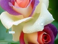 娇艳欲滴什么意思 原来形容花朵这么美