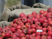 风兵草甲是什么意思：虚张声势的警示