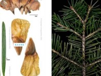 裸子植物有哪些？什么是裸子植物