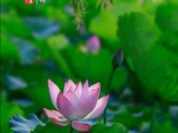 出淤泥而不染，濯清涟而不妖