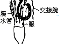 腕组词_腕字组词