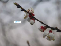 枝折花落是什么意思