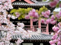 探寻大林寺桃花的诗意之美：山寺中的春景