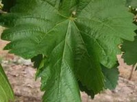 粗枝大叶的意思你知道吗 工作中粗枝大叶的危害