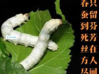 春蚕抽丝的意思和由来 这个成语的典故在这里