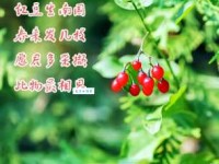 红豆生南国，春来发几枝。