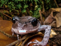 髭蟾是什么意思？深入科普这种罕见两栖动物！