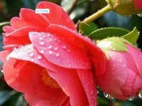 满脸生花是什么意思呢？一篇文章教你快速读懂它！