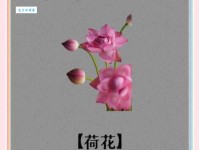 荷花的花语和寓意_荷花代表的含义是什么？