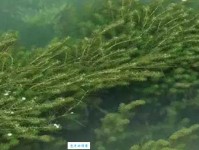 啸聚山林是什么意思：历史与文化的双重解读