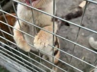 明火执仗是什么意思