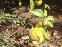 槲叶落山路，枳花明驿墙。