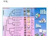 大物是什么意思 一次给你讲清楚它的来源