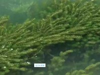 死不瞑目：意思解释及典故