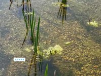 吴质名字解析：五行吉凶与综合评分