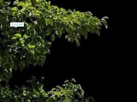 十五的月亮十六圆是真的吗 揭秘月圆背后的真相