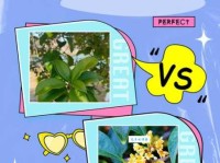 木犀是什么意思？深入探究这种香气的来源！