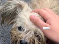 蓬头垢面的意思