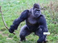 动物界的丛林之王是谁 大猩猩真正的丛林之王