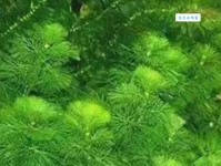 望而生畏：成语解析与典故