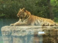 虎视眈眈的近义词