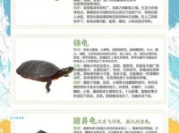 龟组词 解答龟组词有哪些与海龟的龟组词怎么组！