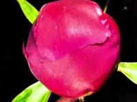 何须浅碧深红色，自是花中第一流。