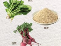 甜菜的拼音(它的拼音是什么)