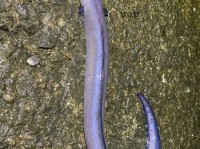 LEPTOCEPHALUS音标意思(跟鳗鱼有什么关系)