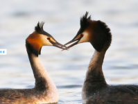 唇齿相依的意思