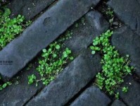 绿叶成荫意思解释及典故(跟结婚生孩子有关系吗)