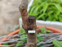 嫁接的意思原来这么简单一看就懂