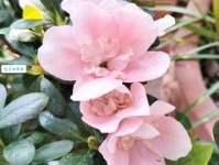 粉面含春