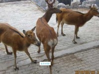 到底四不像的意思是什么？看完这篇你就彻底明白了